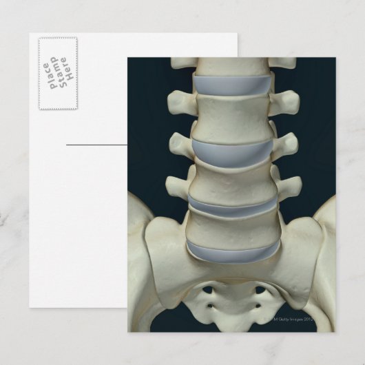 Botten van Lumbar Vertebrae 2 Briefkaart (Voorkant / Achterkant)