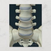 Botten van Lumbar Vertebrae 2 Briefkaart (Voorkant)