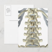 Botten van Lumbar Vertebrae Briefkaart (Voorkant / Achterkant)