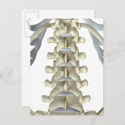 Botten van Lumbar Vertebrae Briefkaart (Voorkant / Achterkant)