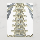 Botten van Lumbar Vertebrae Briefkaart (Voorkant)