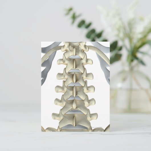 Botten van Lumbar Vertebrae Briefkaart (Staand voorkant)