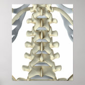 Botten van Lumbar Vertebrae Poster (Voorkant)