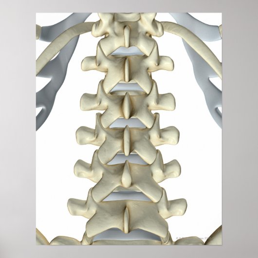 Botten van Lumbar Vertebrae Poster (Voorkant)