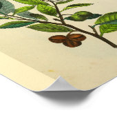 Botten van roetspieren Anatomie Kunst Afdrukken Poster (Hoek)