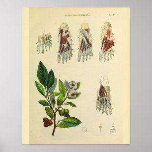 Botten van roetspieren Anatomie  Kunst Afdrukken Poster