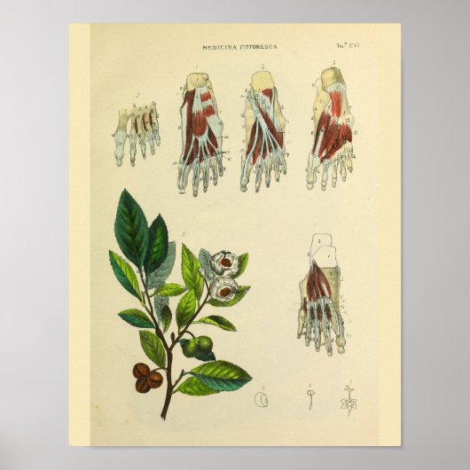 Botten van roetspieren Anatomie Kunst Afdrukken Poster (Voorkant)