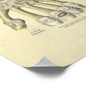 Botten voor anatomie met handpols afdrukken poster (Hoek)