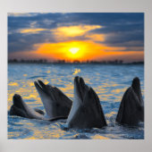 Bottlenose dolfijnen, zonsondergang oceaan scene. poster (Voorkant)