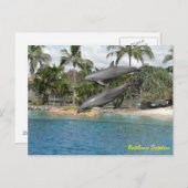 Bottlenose Dolphin Briefkaart (Voorkant / Achterkant)