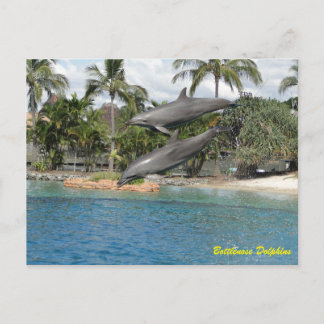 Bottlenose Dolphin Briefkaart