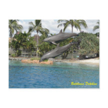 Bottlenose Dolphin