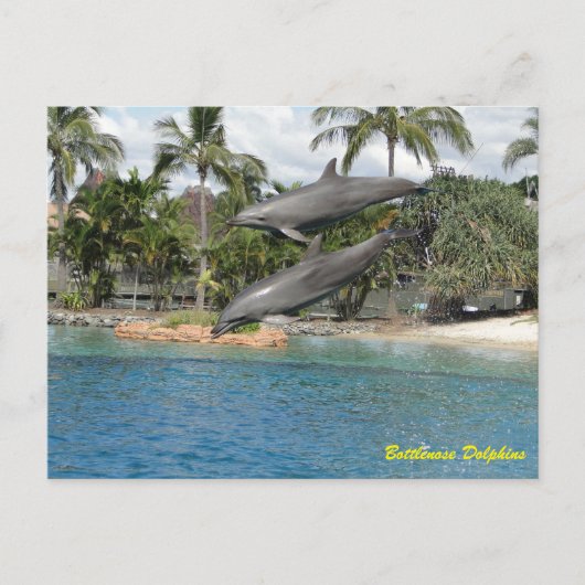 Bottlenose Dolphin Briefkaart (Voorkant)