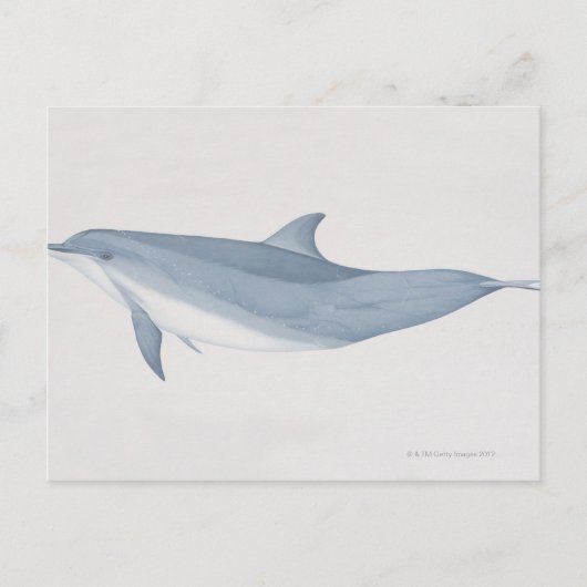 Bottlenose Dolphin Briefkaart (Voorkant)