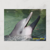 Bottlenose Dolphin Briefkaart (Voorkant)