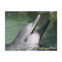 Bottlenose Dolphin