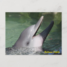 Bottlenose Dolphin Briefkaart
