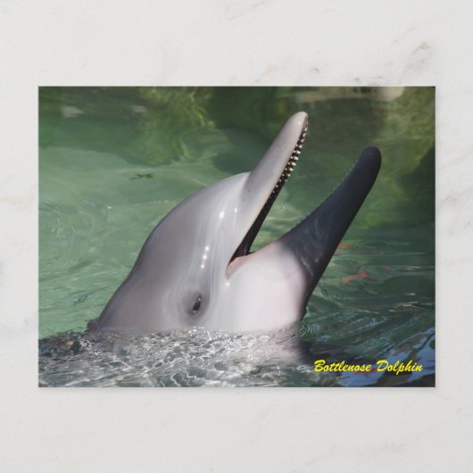 Bottlenose Dolphin Briefkaart (Voorkant)