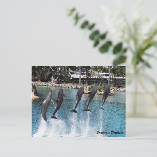 Bottlenose Dolphin Briefkaart (Staand voorkant)