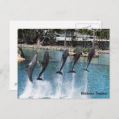 Bottlenose Dolphin Briefkaart (Voorkant / Achterkant)