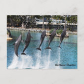 Bottlenose Dolphin Briefkaart (Voorkant)