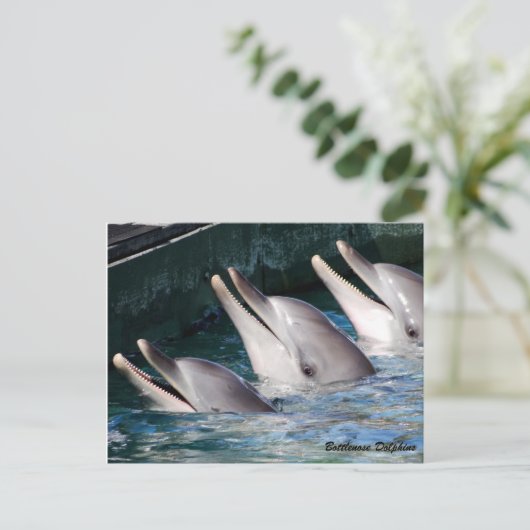 Bottlenose Dolphin Briefkaart (Staand voorkant)