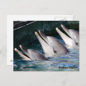 Bottlenose Dolphin Briefkaart (Voorkant / Achterkant)