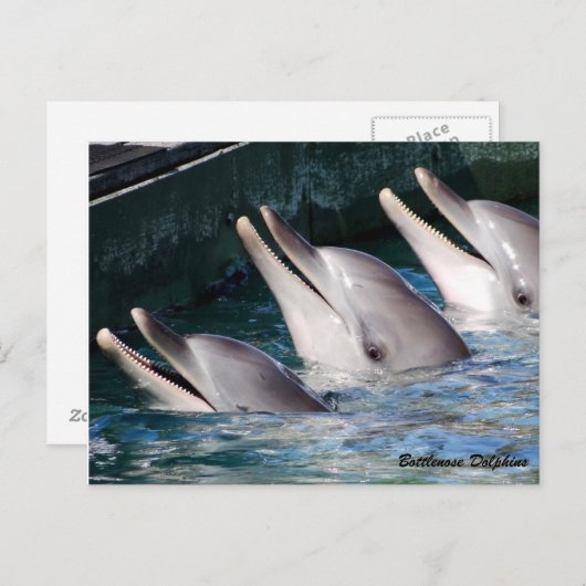 Bottlenose Dolphin Briefkaart (Voorkant / Achterkant)