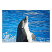 Bottlenose Dolphin Foto Afdruk (Voorkant)
