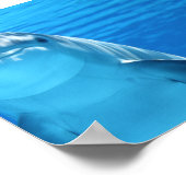 Bottlenose Dolphin kijkt naar de camera onder wate Poster (Hoek)
