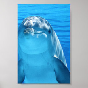 Bottlenose Dolphin kijkt naar de camera onder wate Poster