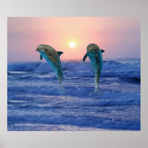 Bottlenose Dolphin op Sunrise Poster
