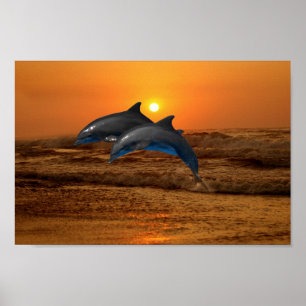 Bottlenose Dolphin op Sunset Poster