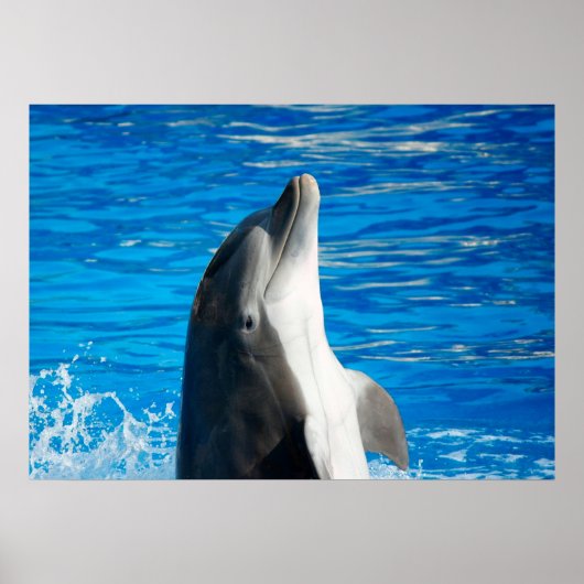 Bottlenose Dolphin Poster (Voorkant)