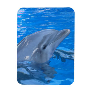 Bottlenose Dolphin Premium Magnet Magneet