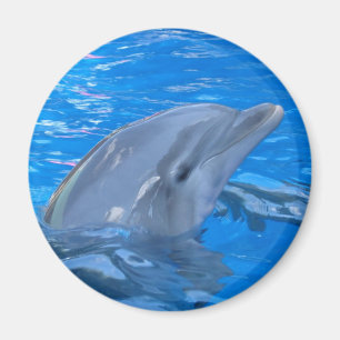 Bottlenose Dolphin Round Magnet