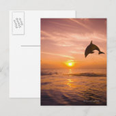 Bottlenose Dolphin springen 2 Briefkaart (Voorkant / Achterkant)