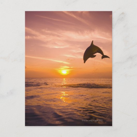 Bottlenose Dolphin springen 2 Briefkaart (Voorkant)