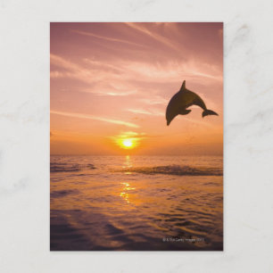 Bottlenose Dolphin springen 2 Briefkaart