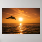 Bottlenose Dolphin springen 2 Poster (Voorkant)