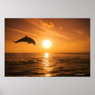 Bottlenose Dolphin springen 2 Poster