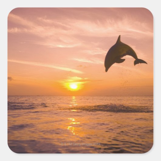 Bottlenose Dolphin springen 2 Vierkante Sticker (Voorkant)