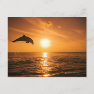 Bottlenose Dolphin springen Briefkaart