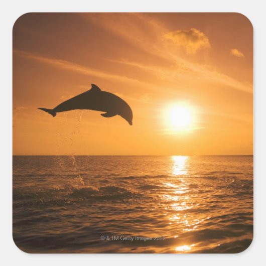 Bottlenose Dolphin springen Vierkante Sticker (Voorkant)