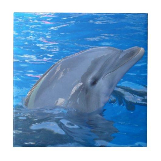 Bottlenose Dolphin Tile Tegeltje (Voorkant)