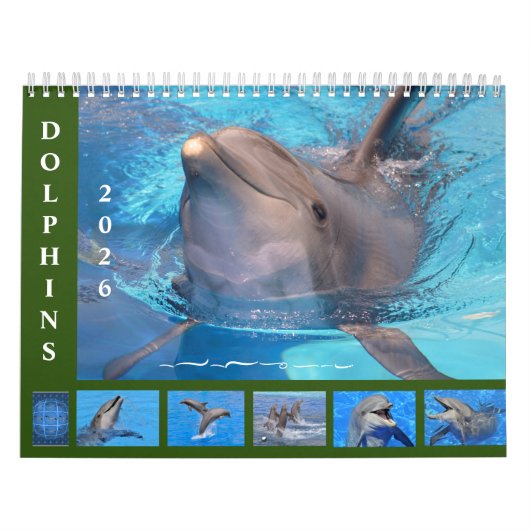Bottlenose dolphins 12 month calendar kalender (Hoes)