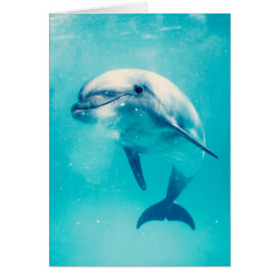 Bottlenosed dolfijn onderwater