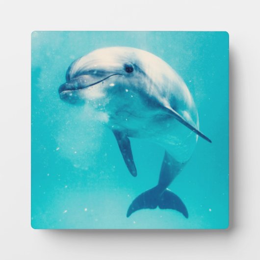Bottlenosed dolfijn onderwater fotoplaat (Voorkant)