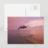 Bottlenosed dolfijnen die op zonsondergang springe briefkaart (Voorkant / Achterkant)