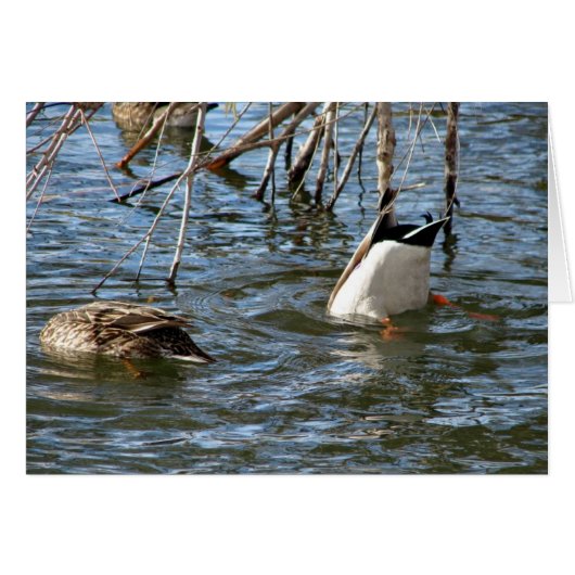 Bottomie omhoog (Voorkant Horizontaal)